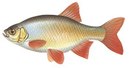 Seliger-usadba - иконка «рыбалка» в Марево